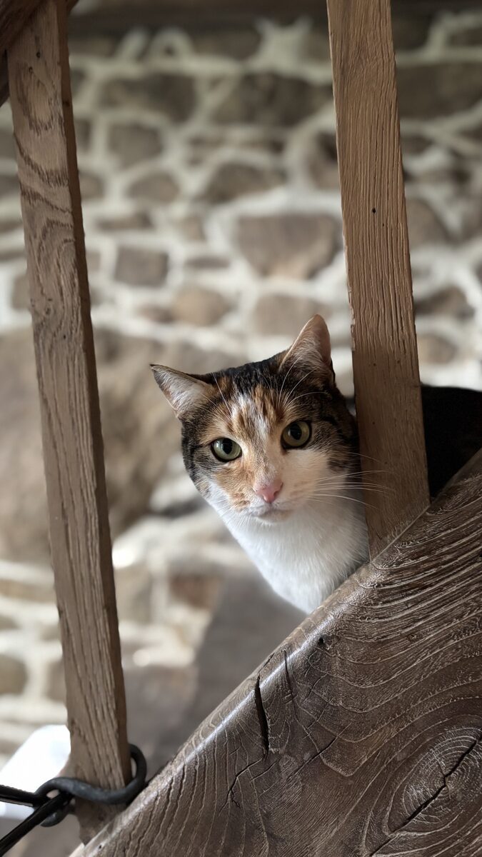 Maisel looking out from between the wooden beams of a staircase, a stone wall behind her