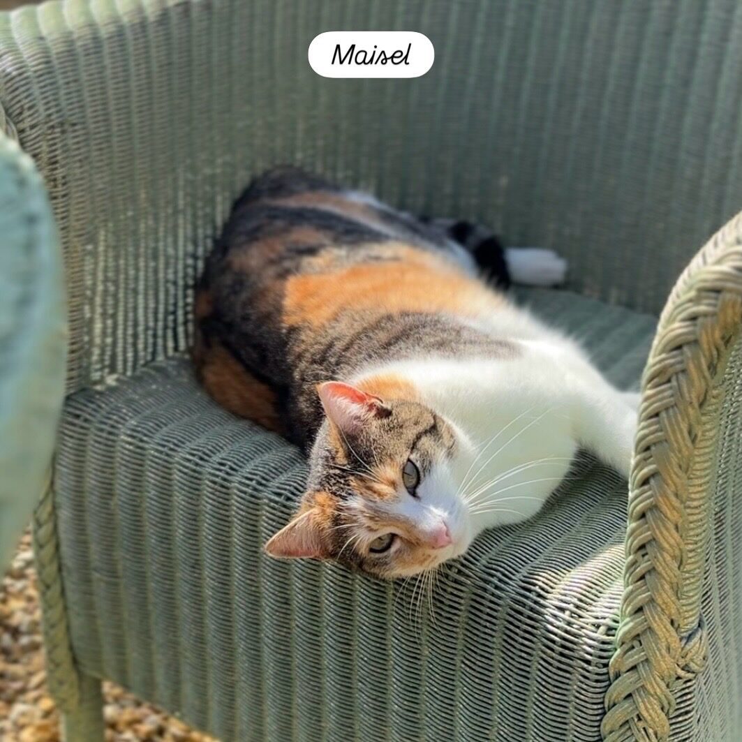 Maisel, a calico cat, lying on a green wicker chair in the sunshine