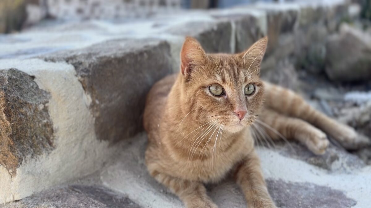 Marlon lying on a low stone wall, ears up and looking into the distance