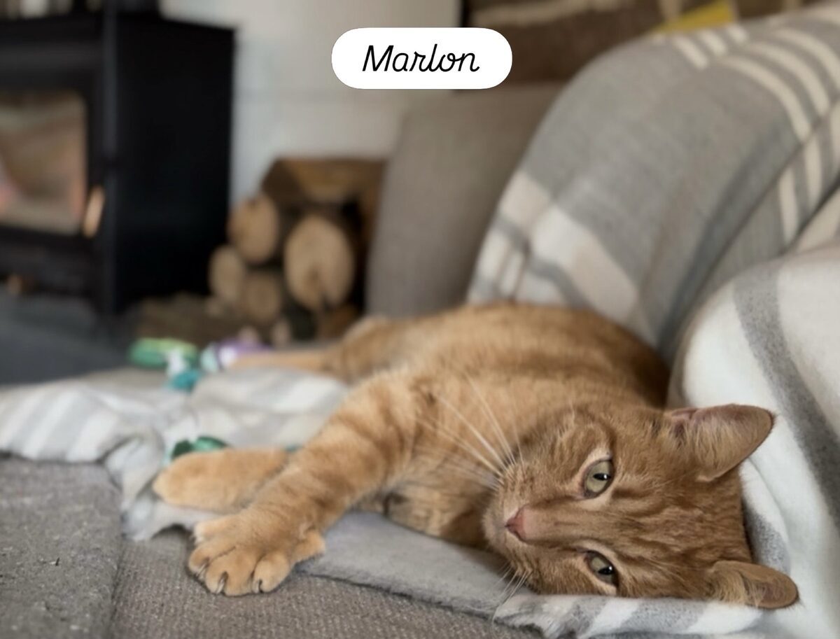 Marlon, a ginger cat, stretched out on a sofa in front of a lit wood burner